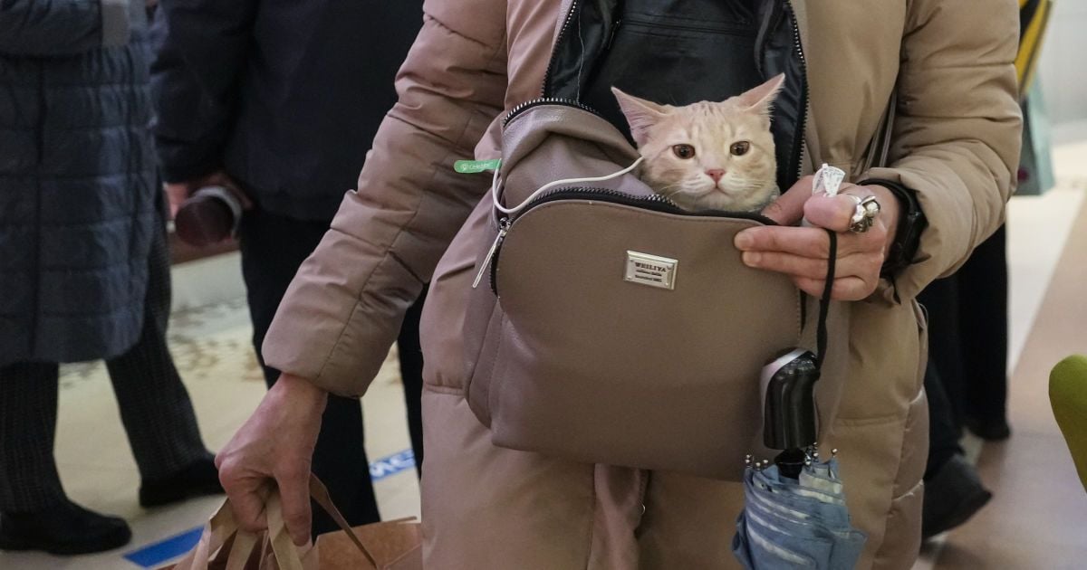 Кошка.