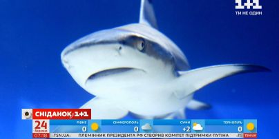 Без них планета под угрозой: как акулы спасают мир