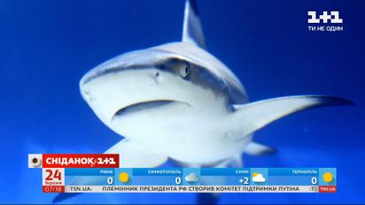 Без них планета под угрозой: как акулы спасают мир