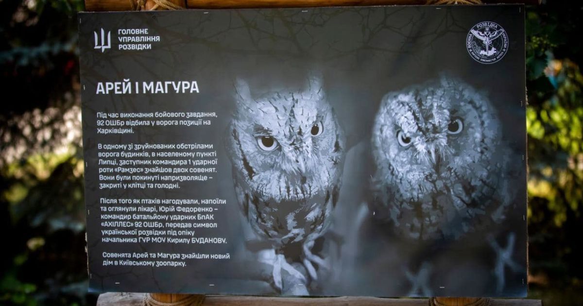 Совенят звуть Арей та Маґура / © ГУР Міноборони