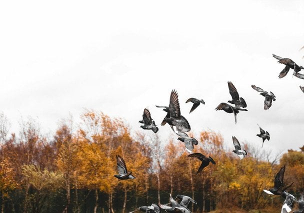 22 жовтня птахи літають низько — чекайте на негоду / © unsplash.com