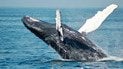 Кит Тіммі повернувся у Північне море