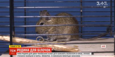 У київському парку знайшли двох білченят дегу