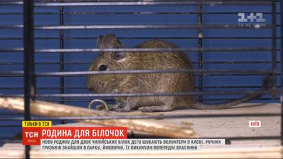У київському парку знайшли двох білченят дегу