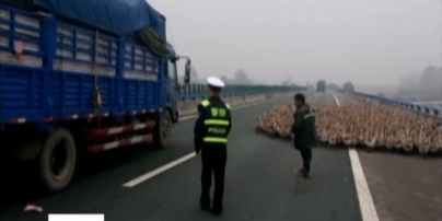 У Китаї на одній зі швидкісних магістралей гуси заблокували рух транспорту