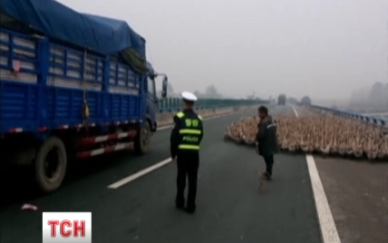 У Китаї понад тисячі гусей заблокували рух транспорту на швидкісній магістралі