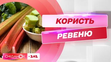 Чим корисний ревінь та як його споживати, щоб отримати максимум користі – Наталія Самойленко