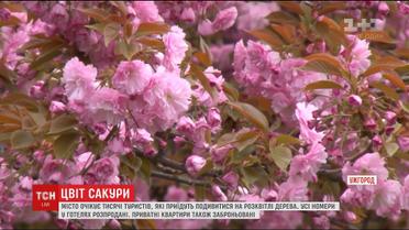 Ужгород чекає натовпу туристів через цвітіння сакури