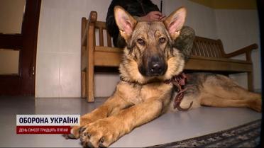 Руйнують всі шаблони! Колишні підопічні Януковича стали незамінними для бійців