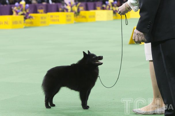 Шипперке / © Associated Press