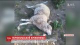 Вампіри на Тернопільщині: невідома істота випила кров з восьми овець і не торкнулася м'яса