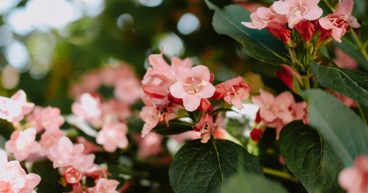 Чагарник вейгела