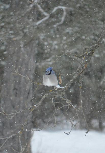 У столиці очікується ожеледиця на дорогах та сильні пориви вітру