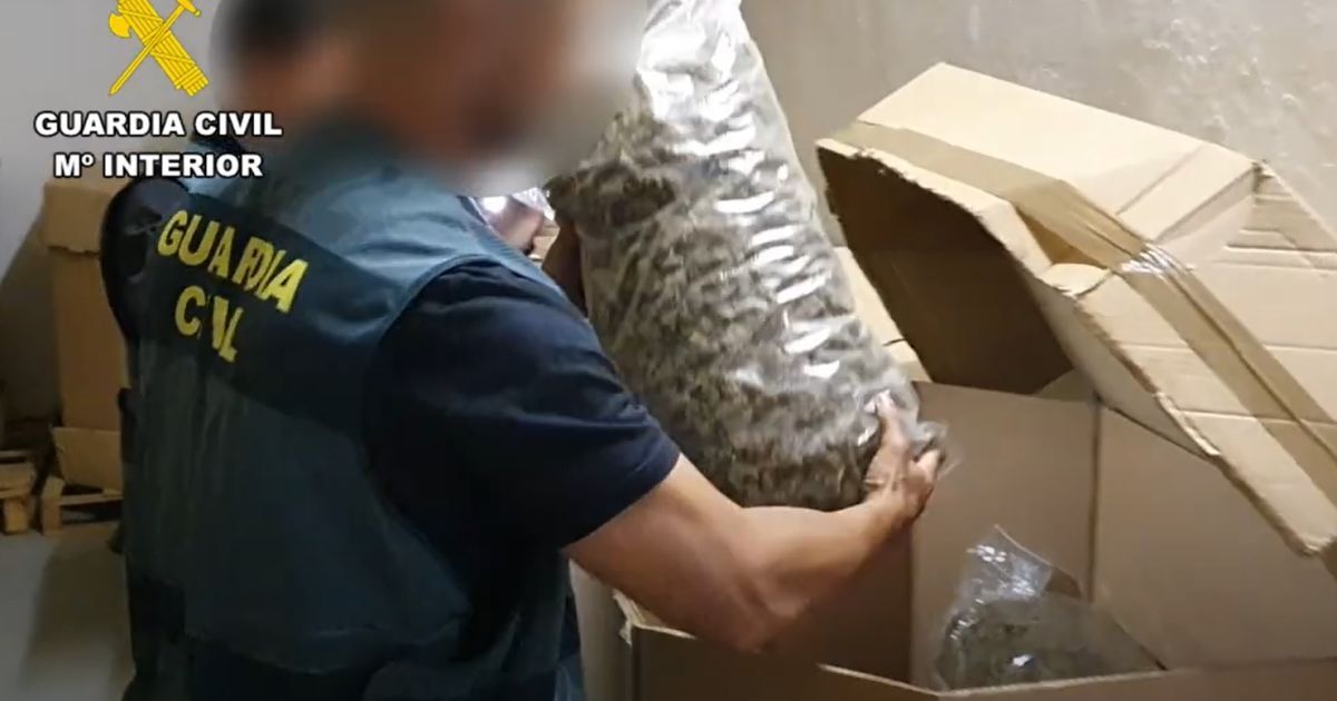 В Испании установили мировой рекорд по изъятию марихуаны: видео