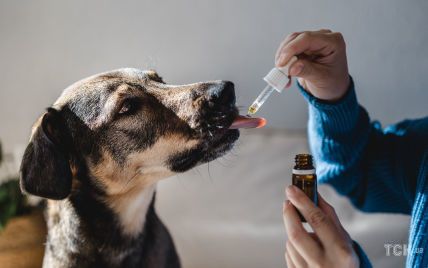 Ветеринары против: человеческие лекарства, смертельные для животных