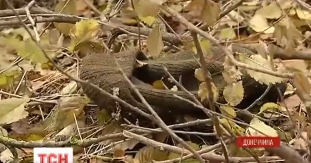 Юні контрактники ціною власного життя захищають Водяне на Донбасі