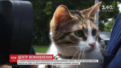 У Львові з'явився центр, де обирають господарів для безпритульних тварин