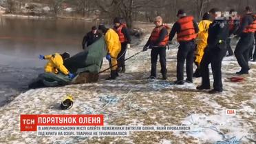 У США рятувальники витягли оленя, який провалився під кригу на озері