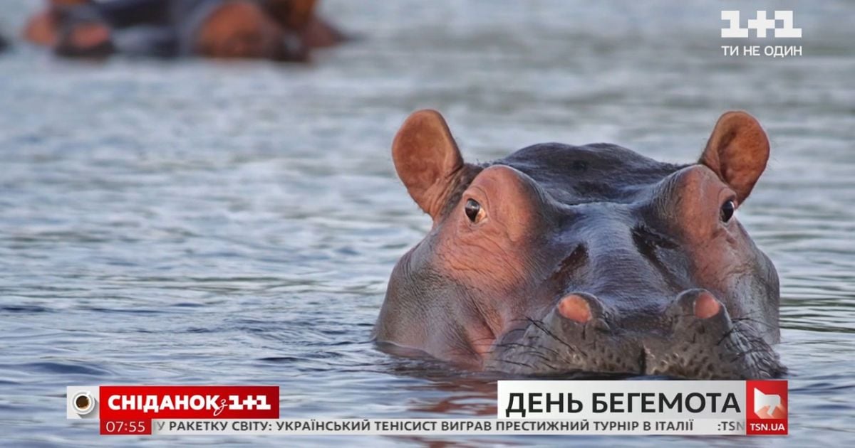 День бегемота: интересные факты о самом опасном животном африки