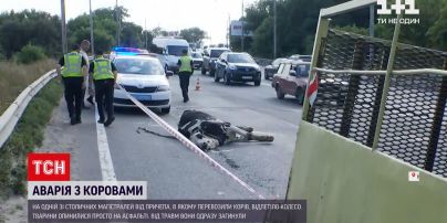 Новости Украины: на киевской магистрали водитель перевозил коров и создал ДТП - животные погибли