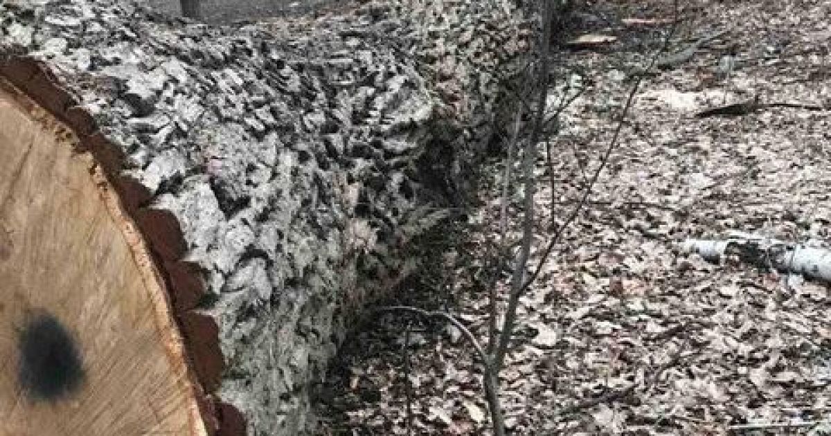 У Голосіївському парку Києва зрізали біля двох десятків вікових дубів