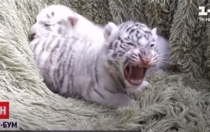 В Бердянском зоопарке весенний беби-бум: пополнение почти в каждом вольере