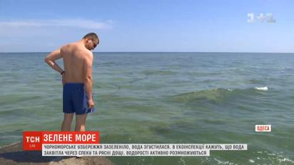 Вода вдоль черноморского побережья зацвела из-за жары и обильных дождей