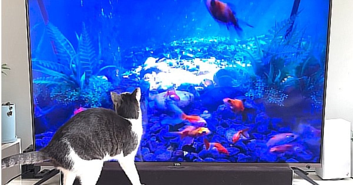 Кіт дивиться відео