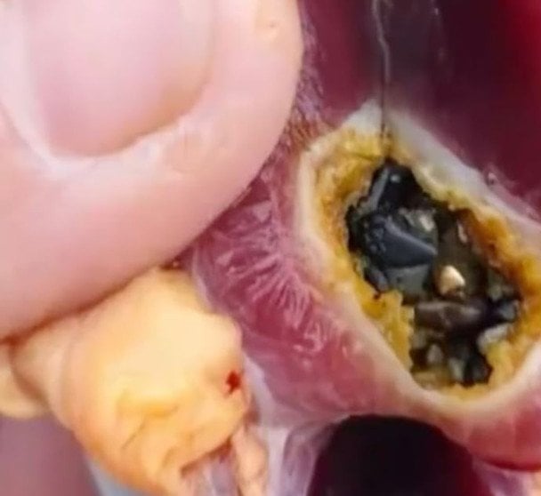 Золото у шлунку качки / &copy; scmp.com