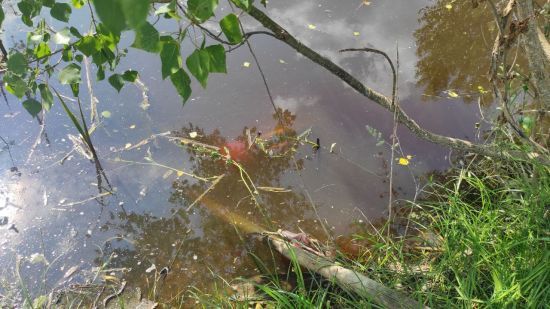 Впала з велосипеда у воду: на Рівненщині втопилася 5-річна дівчинка
