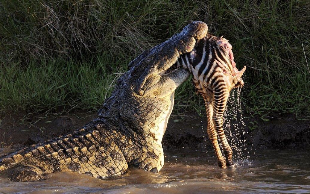 Фотограф сделал потрясающие кадры атаки крокодилов / © dailymail.co.uk