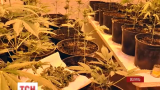 Волинські правоохоронці виявили плантацію марихуани просто в лікарні