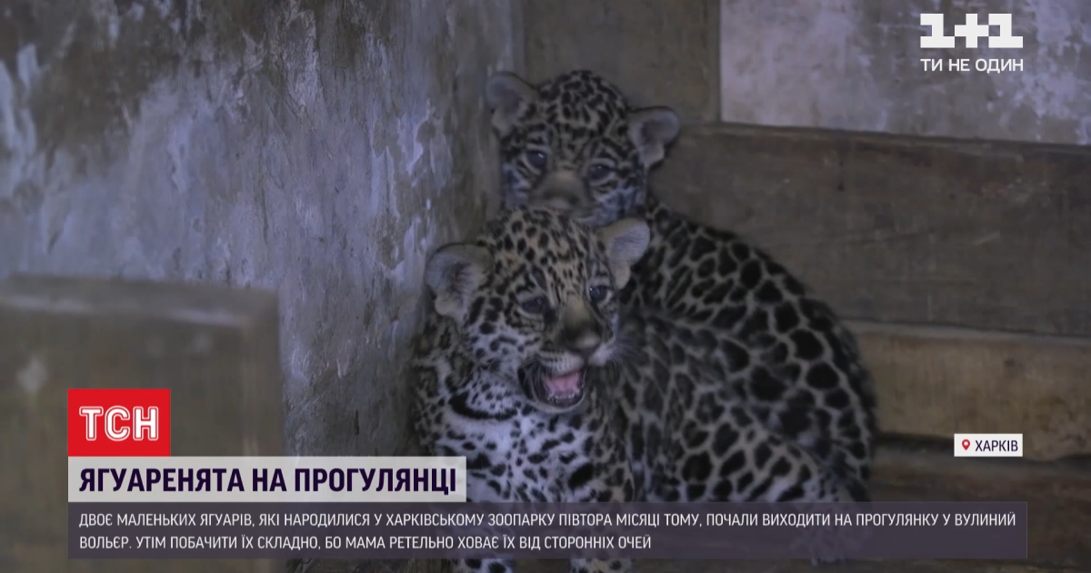 В харьковском экопарке показали первых новорожденных ягуаров