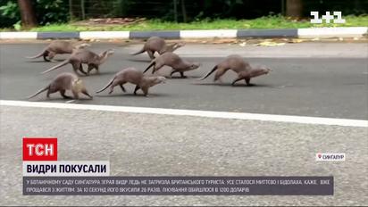 Новости мира: в ботаническом саду Сингапура стая выдр чуть не загрызла британского туриста