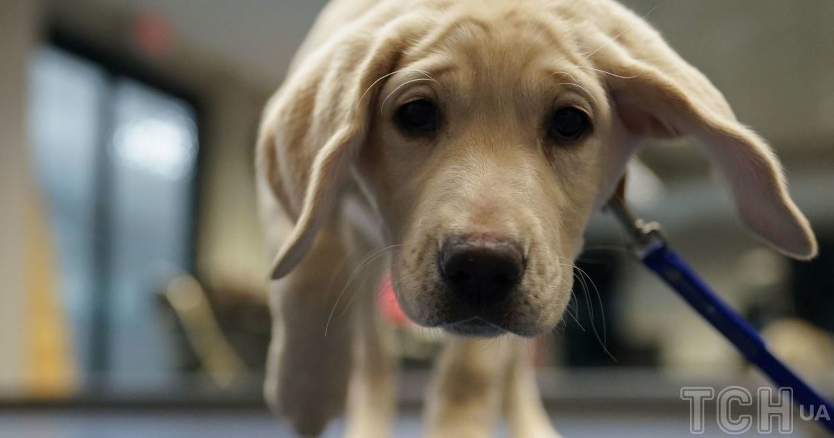Власник цуценяти був шокований після ДНК-тесту — пес виявився не тим, ким його вважали