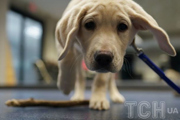 Собака може дивитися в одну точку просто від нудьги / © Associated Press