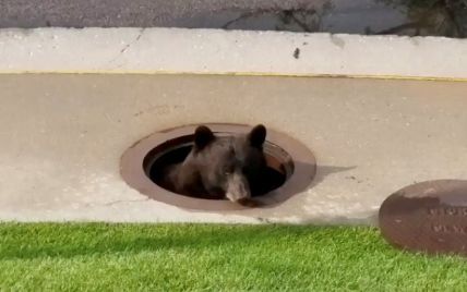 В одном из американских городов медведь застрял в канализационном люке