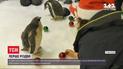 Сиднейским пингвинам устроили предновогодний праздник - у вольер насыпали разноцветные шарики