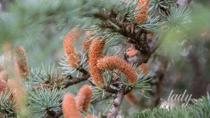 Ялинова гілка