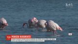 На зимовку на Кипр прилетели почти 5 тысяч фламинго