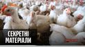 В России зафиксирован первый случай заболевания птичьим гриппом — "Секретные материалы"