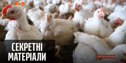 У Росії зафіксовано перший випадок захворювання на пташиний грип — "Секретні матеріали"