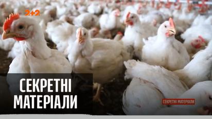 У Росії зафіксовано перший випадок захворювання на пташиний грип — "Секретні матеріали"