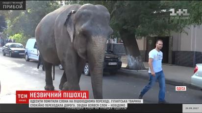 Величезний слон влаштував прогулянку вулицями Одеси