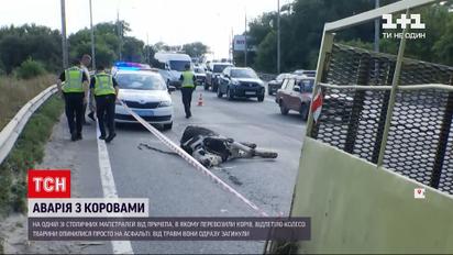 Новини України: на київській магістралі водій перевозив корів та спровокував ДТП - тварини загинули