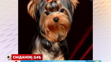 Чого чекають жінки у подарунок до свята 8 березня