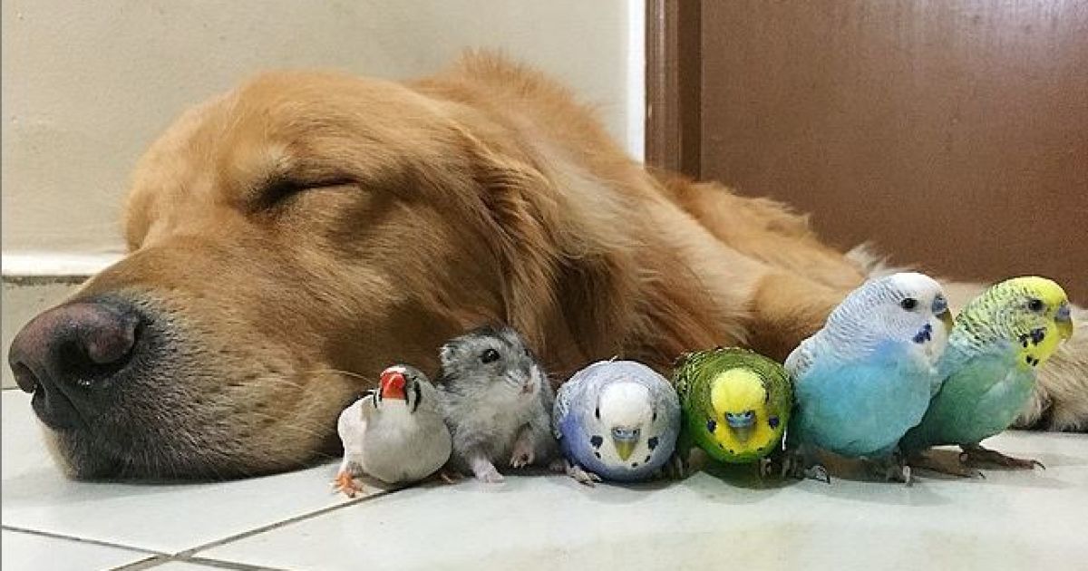 Боб фотографируется в окружении других животных / © Instagram/bob_goldenretriever