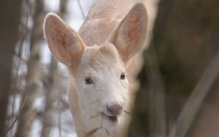 Біля Чорнобиля зазнімкували унікальну тварину: фото