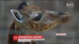 Рождественский подарок: в британском зоопарке родился жирафенок