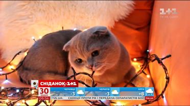 Як задекорувати будинок, у якому живуть домашні улюбленці